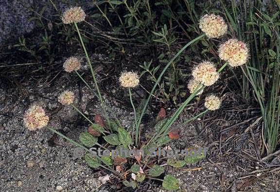 eriogonum nudum 5 graphic